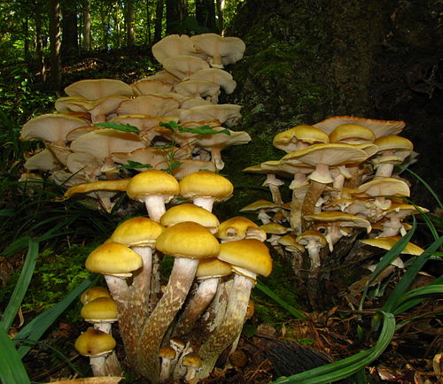 List of Armillaria species